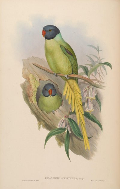 Palaeornis schisticeps = Psittacula finschii by John Gould